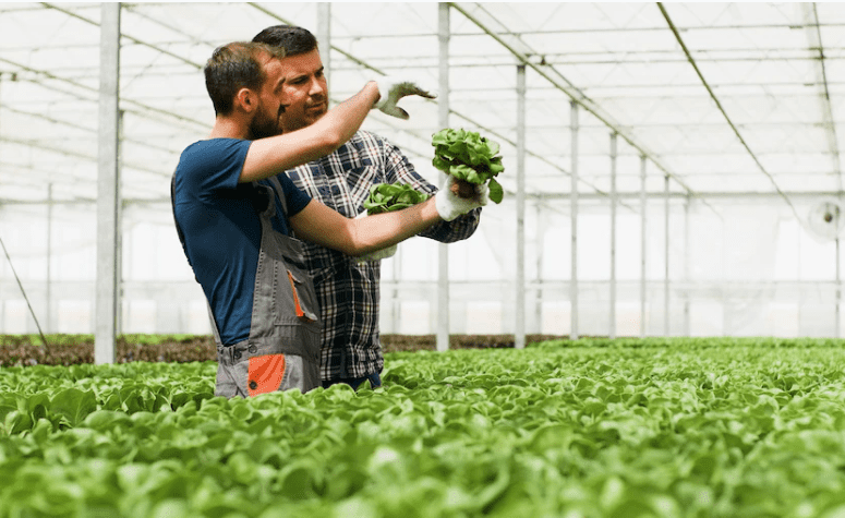 Why Is Hydroponic Farming Good?