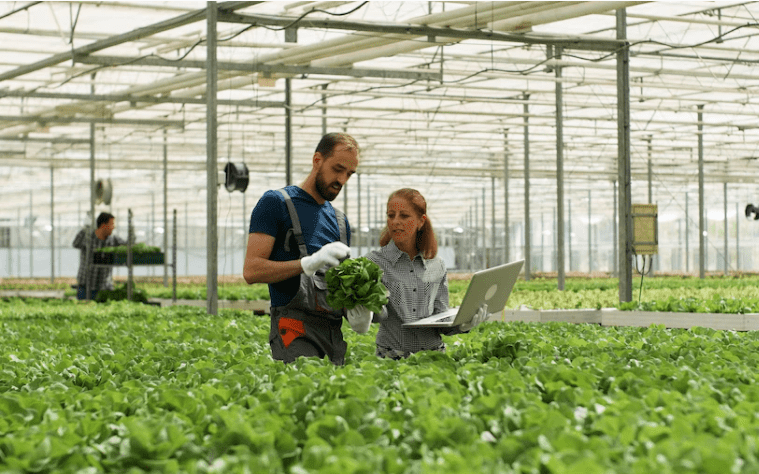 How To Start Hydroponic Farming