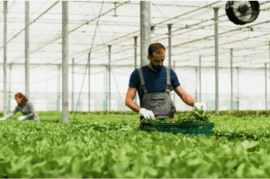 is hydroponic farming sustainable