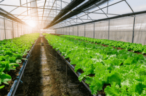 the advantages of hydroponic farming