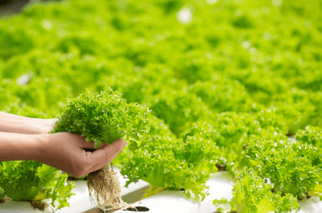 the advantages of hydroponic farming
