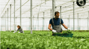 how does hydroponic farming work?