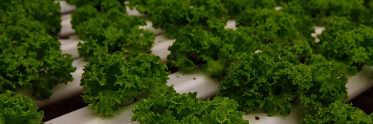 vegetables hydroponics farming e1654825394579