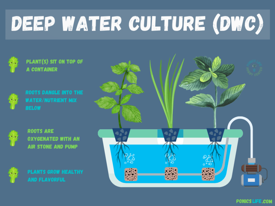 The Benefits of Deep Water Culture (DWC) in Hydroponics